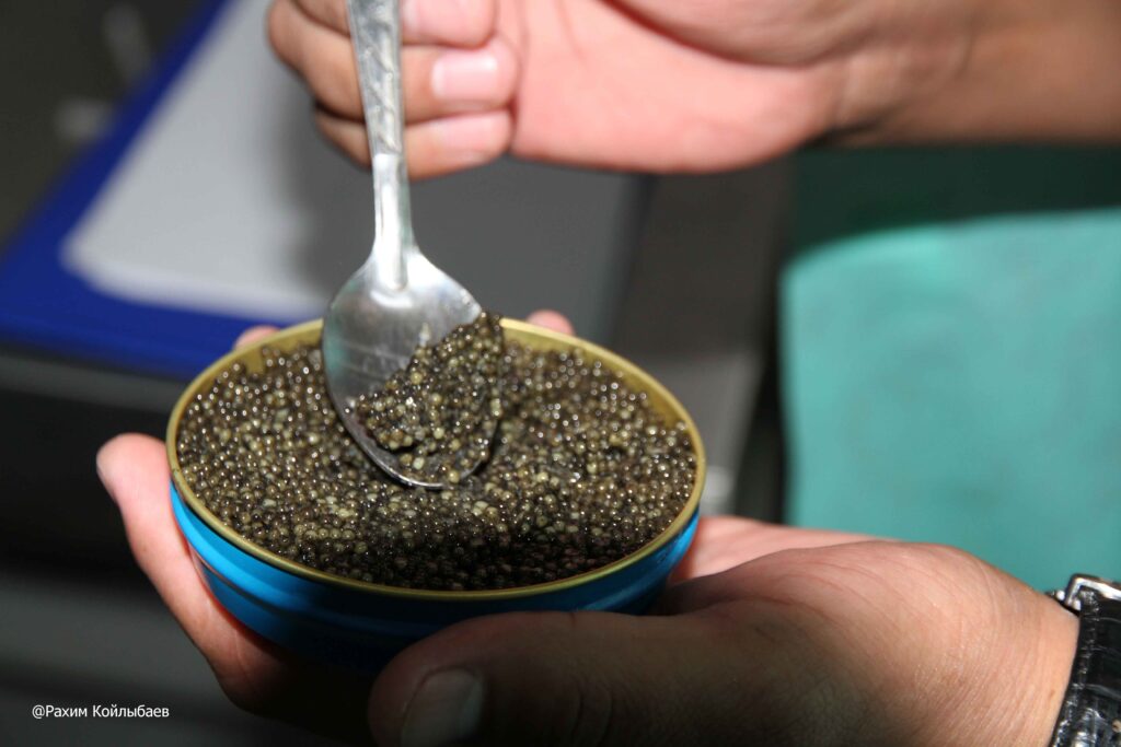 Жыл басынан бері Астраханнан Қазақстанға 180 келі қара уылдырық экспортталды икра баночка 1 1024x683 1