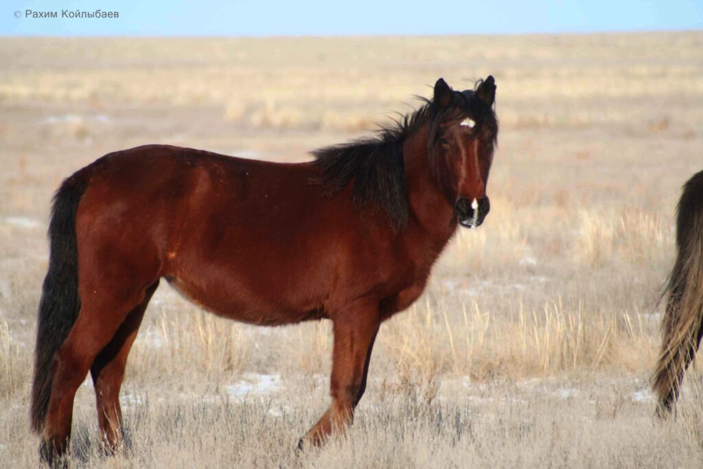 Атырау мен өзге өңірлерде пойыздардың малға соғылуы жиілеп кетті лошадь в степи 1 1024x683 1