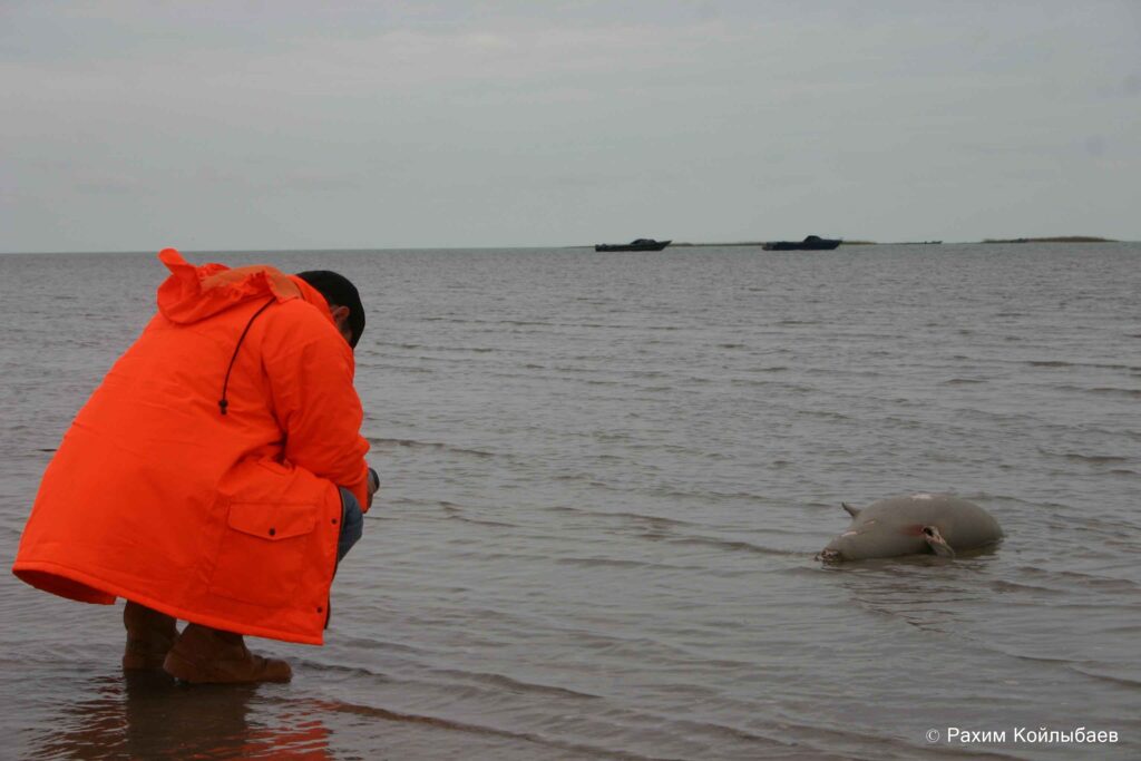 Каспий теңізінің жағалауынан шамамен 800 өлі итбалық табылды тюлень погибший 25.04.2007 2 1024x683 1