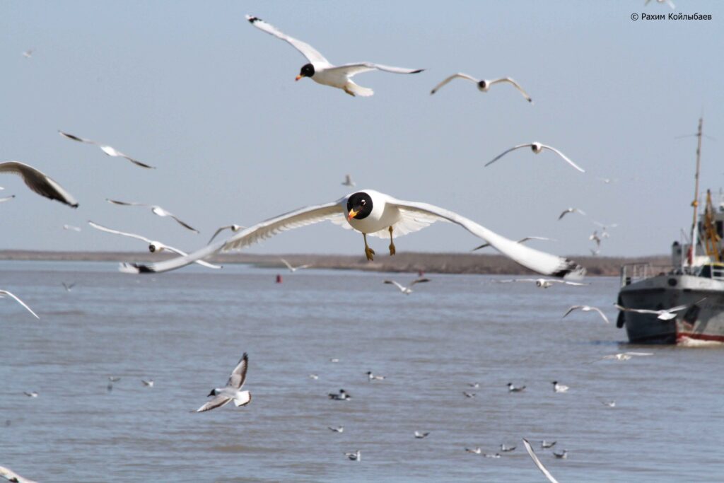 Маңғыстауда Каспий теңізінен балық аулау лимиті төрт есеге артты море чайки катер 1024x683 1