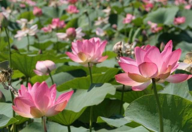 Атыраулық оқушылар еккен лотос Қызыл кітапқа енді